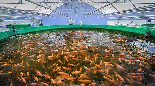 17 May 2014, Kocaeli, Turkey - Fish are held in cages at an aquaculture production system.