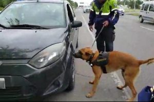 Durante un control policial en el acceso a Mar del Plata, un perro detectó droga que era transportada en el motor de un auto (1)