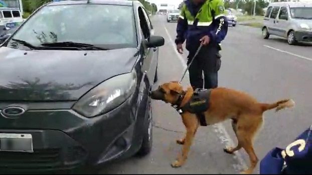 Durante un control policial en el acceso a Mar del Plata, un perro detectó droga que era transportada en el motor de un auto (1)