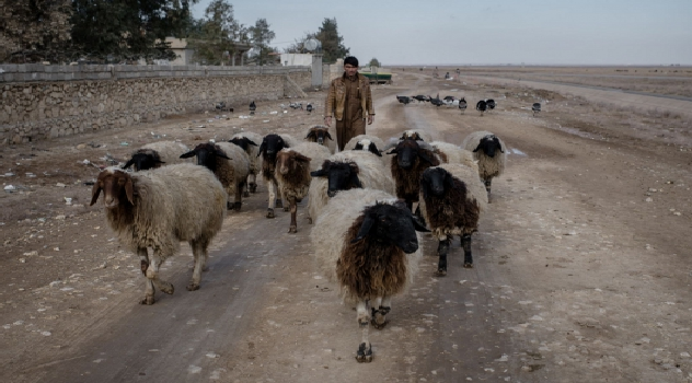FAO Iraq_livestock