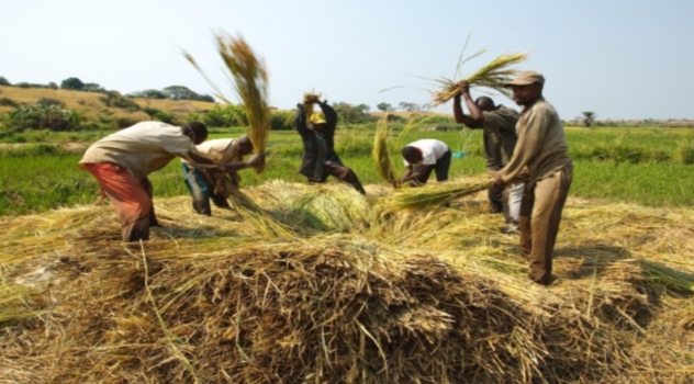 FAO alimentos bajan