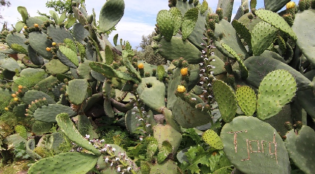 FAO cactus-