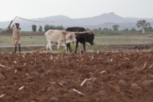 FAO ethiopia-Niño