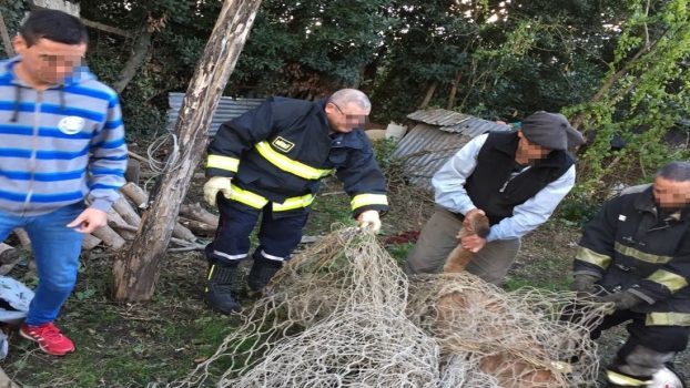 MS Capturaron a un puma en Maipú 2