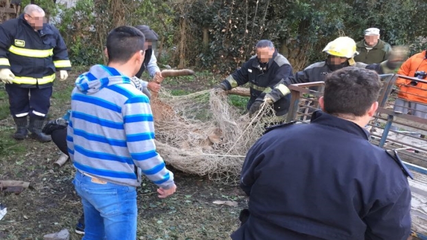 MS Capturaron a un puma en Maipú 3