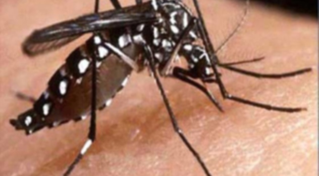 Dengue