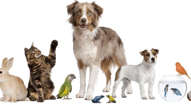 Dia_del_Animal