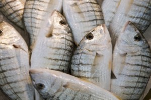 fao-pesca-ilegalj-pg