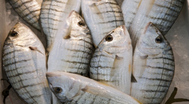 fao-pesca-ilegalj-pg