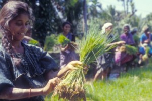 FAO agricult familiares