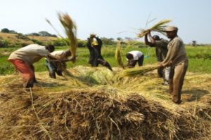 FAO alimentos bajan