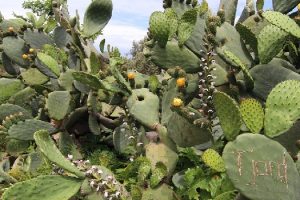FAO cactus-