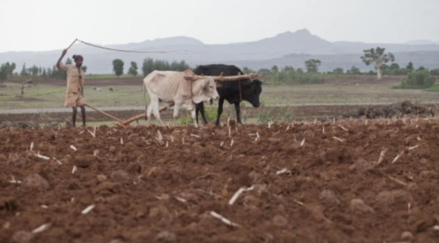FAO ethiopia-Niño
