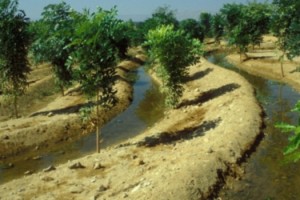 FAO los bosques y el agua