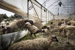 fao-peste-ruminates
