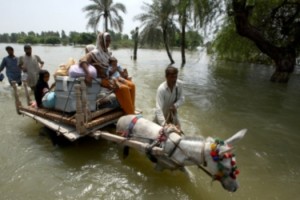 FAO seg alemnt (1)