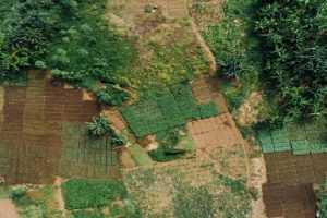 FAO tenenc ia de la tierra