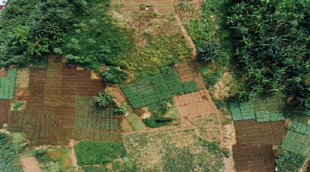 FAO tenenc ia de la tierra