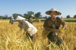 fao2-agricultcambioclimat