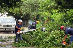 MGP - El EMSUR atendio reclamos por caida de arboles
