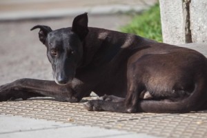 MGP - castración y esterilización de perros y gatos para abril.