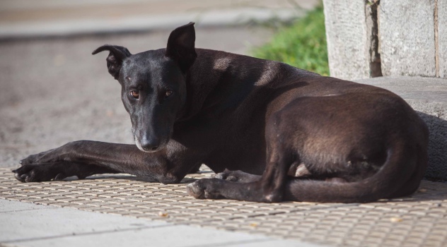 MGP - castración y esterilización de perros y gatos para abril.