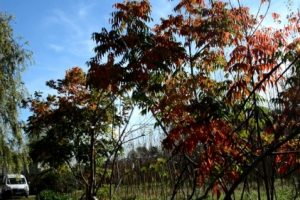 MP Plan forestal
