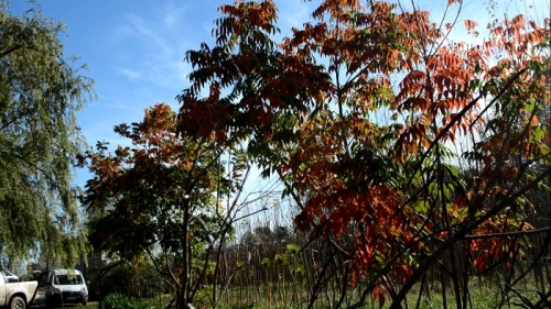 MP Plan forestal