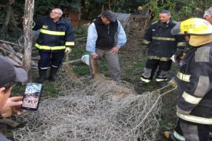 MS Capturaron a un puma en Maipú 1