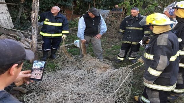 MS Capturaron a un puma en Maipú 1