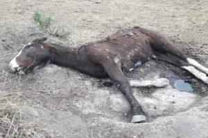 MS Maltrato animal en Ezeiza - Rescataron 420 caballos de un campo (5)