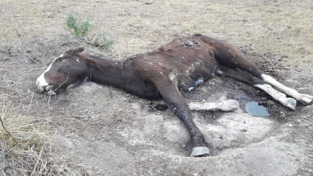 MS Maltrato animal en Ezeiza - Rescataron 420 caballos de un campo (5)