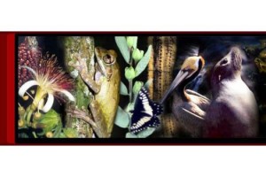 NAV BIODIVERSIDAD