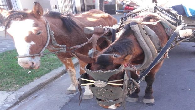 RETIENEN UN CARRO Y DOS CABALLOS QUE CIRCULABAN EN MALAS CONDICIONES (3)