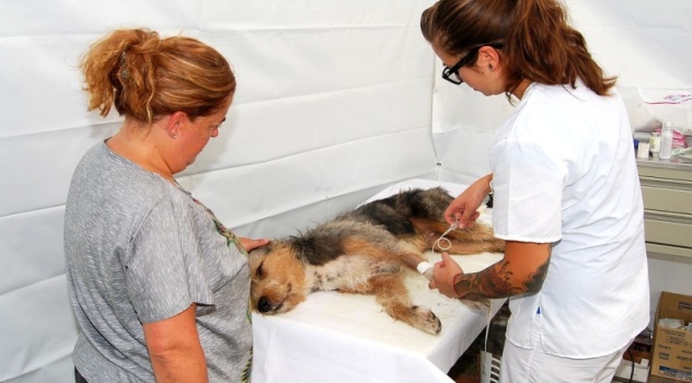 ab Quirófano veterinario móvil (2)