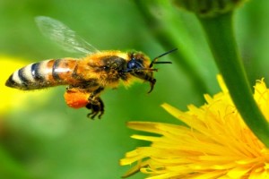 abeja-volando