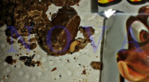 arcor gusano