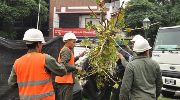ee arbol Alta
