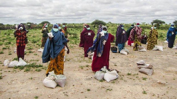 fao 31 7 somalia. (1)