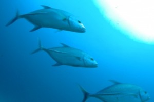fao Bluefin