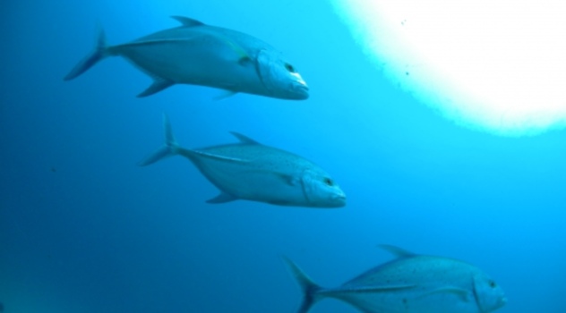 fao Bluefin