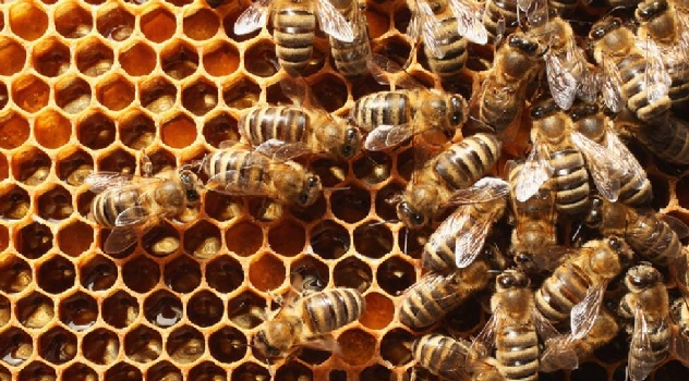 fao abejas