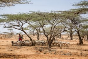 fao arrastra cambio climático