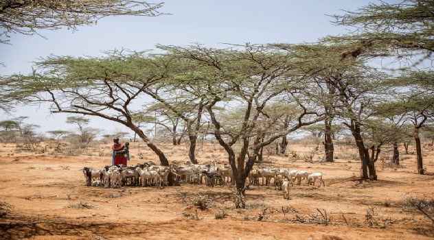 fao arrastra cambio climático