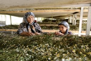 fao benefic alimentos