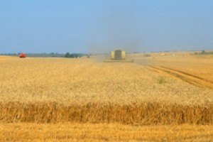 fao indic prec aliment
