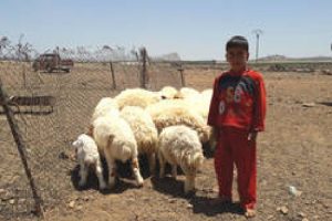 fao lluvias siria