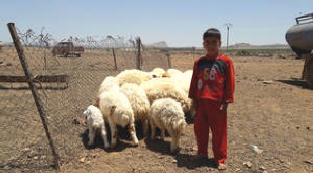 fao lluvias siria