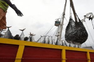 fao pesca ilegal