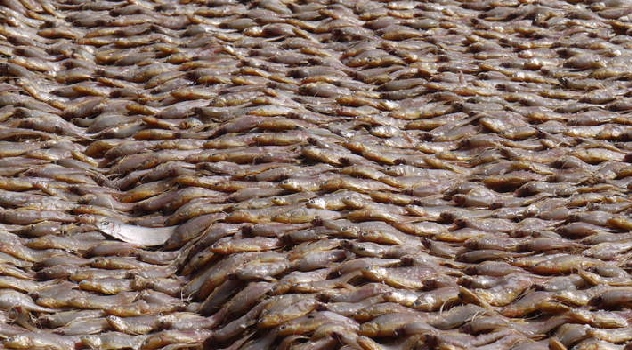 fao pesca inutiliz
